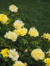 AM130 rose photo