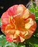 Frida Kahlo ™ rose photo