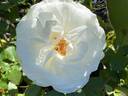 Shirley's Bouquet rose photo