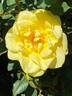 New Day rose photo