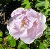 Le Petit Prince rose photo