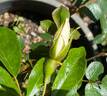 Cooper's Burmese rose photo