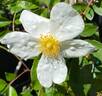 Cooper's Burmese rose photo