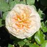 Amber Waves ™ rose photo