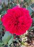 Geranium Red rose photo