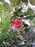 Rosa del Camino de Santiago ® rose photo