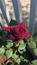 Black Baccara ™ rose photo