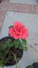 Ring of Fire ™ rose photo