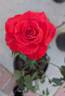 Ring of Fire ™ rose photo