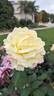 Chantilly Cream ™ rose photo