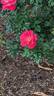 Cherri Kolorscape ™ rose photo