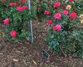 Cherri Kolorscape ™ rose photo