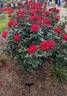 Drop Dead Red rose photo