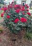Drop Dead Red rose photo
