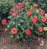 Frida Kahlo ™ rose photo