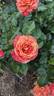 Frida Kahlo ™ rose photo
