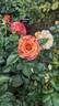 Frida Kahlo ™ rose photo