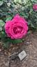 Grande Dame rose photo