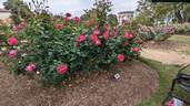 Grande Dame rose photo