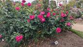 Grande Dame rose photo