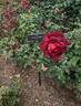 Hocus-Pocus rose photo