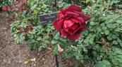 Hocus-Pocus rose photo