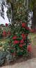 Lady In Red rose photo