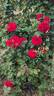 Lady In Red rose photo