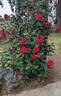 Lady In Red rose photo