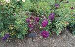 Midnight Blue ™ rose photo