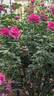 Miranda Lambert ™ rose photo