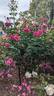 Miranda Lambert ™ rose photo