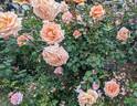 Over the Moon rose photo