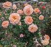 Over the Moon rose photo