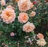 Over the Moon rose photo