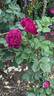 Twilight Zone rose photo