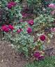 Twilight Zone rose photo
