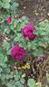 Twilight Zone rose photo