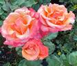 Tuscan Sun ™ rose photo