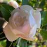 Filigree rose photo