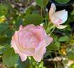 Filigree rose photo