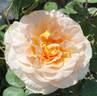 Amber Waves ™ rose photo