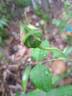 St. Alban rose photo