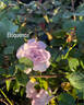 Eloquence rose photo