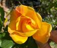 Sutter's Gold rose photo