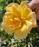 Sutter's Gold rose photo