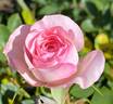 Mini Eden Rose rose photo
