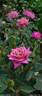 Incognito rose photo