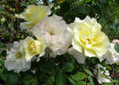 Easter Basket rose photo