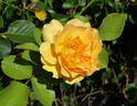 Easy Going ™ rose photo